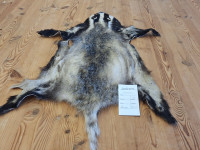 AD 6288 Jezevec - kvalita A