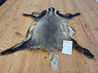 AD 6291 Jezevec - kvalita A