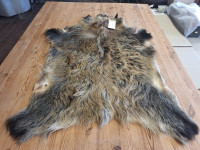 AD 6388 Prase divoké - KVALITA A