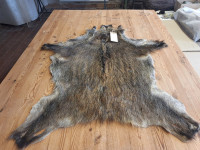 AD 6389 Prase divoké - KVALITA A