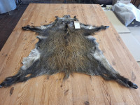 AD 6399 Prase divoké - KVALITA C